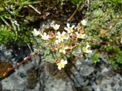 Saxifraga paniculata