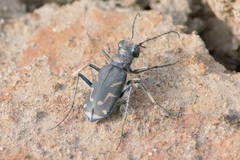 Cicindela tranquebarica