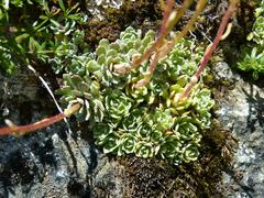 Saxifraga paniculata