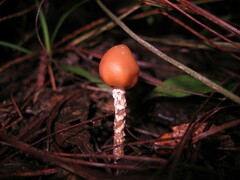 Psilocybe zapotecorum