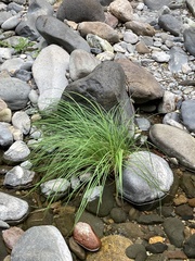 Carex nudata