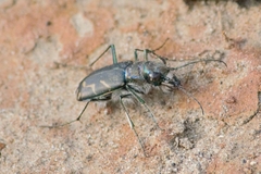 Cicindela tranquebarica