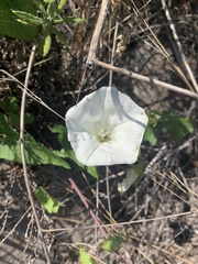 Calystegia macrostegia amplissima