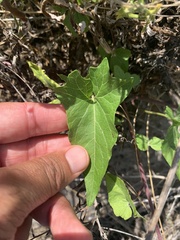 Calystegia macrostegia amplissima