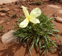 Oenothera howardii