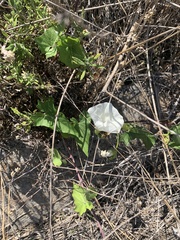 Calystegia macrostegia amplissima