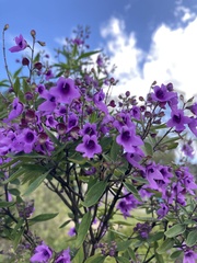 Prostanthera