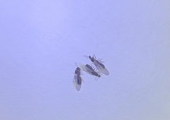 Formicidae
