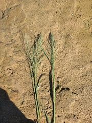 Diplachne fusca