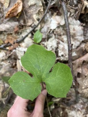 Nabalus trifoliolatus