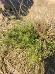 Fimbristylis vahlii