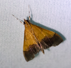 Pyrausta bicoloralis