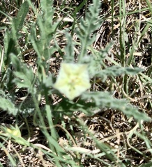 Chamaesaracha coniodes