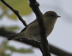 Setophaga castanea