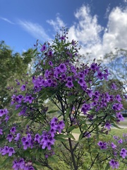 Prostanthera