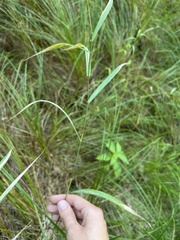 Phalaris arundinacea