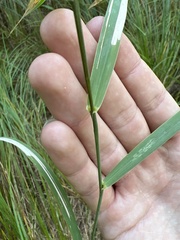 Phalaris arundinacea