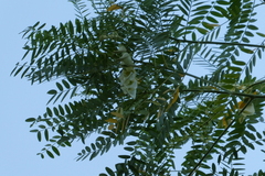 Sesbania formosa