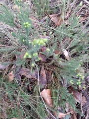 Acrotriche serrulata