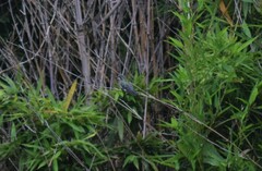 Lampornis clemenciae
