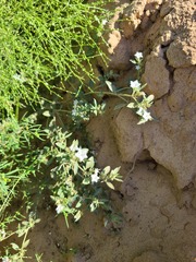 Euploca convolvulacea