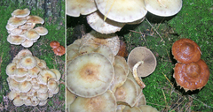 Hypholoma subviride
