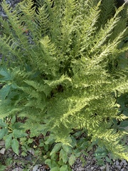 Athyrium americanum