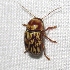 Cryptocephalus atrofasciatus