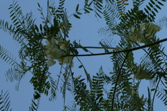 Sesbania formosa