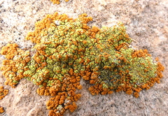 Xanthomendoza