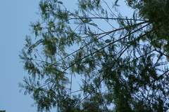 Sesbania formosa