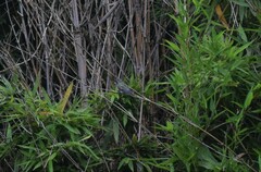 Lampornis clemenciae