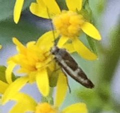 Scythris