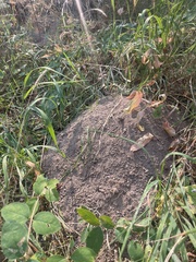 Thomomys talpoides