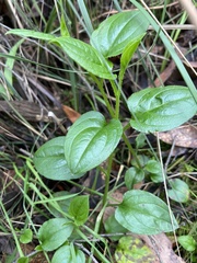 Hackelia latifolia