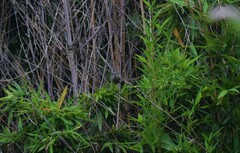 Lampornis clemenciae