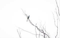 Ptiliogonys cinereus