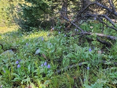 Campanula rotundifolia