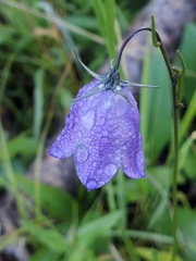 Campanula rotundifolia