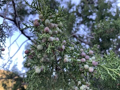 Juniperus arizonica