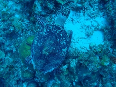 Eretmochelys imbricata