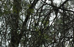 Setophaga occidentalis