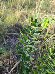 Asclepias tuberosa