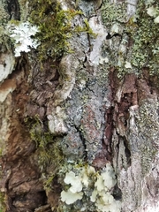 Fuscopannaria leucosticta