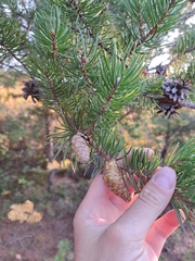 Pinus banksiana