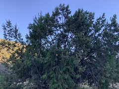 Juniperus arizonica
