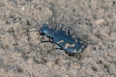 Cicindela tranquebarica