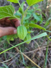 Physalis cinerascens