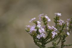 Junellia seriphioides