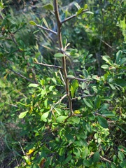 Sideroxylon lanuginosum
